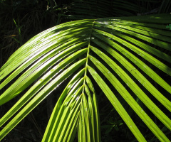 Coconut Tree Leaf !