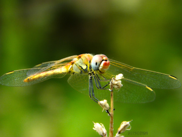 Dragonfly Smile :)