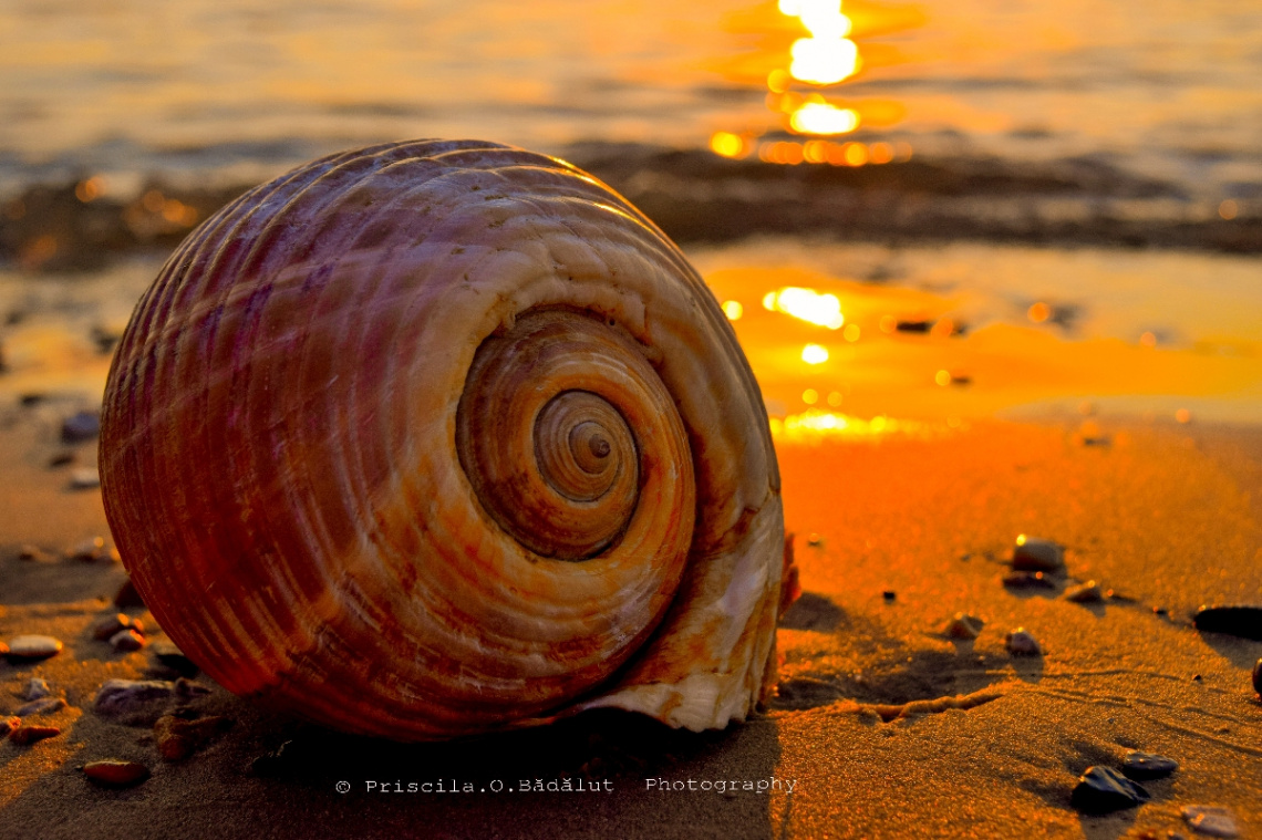 giant shell