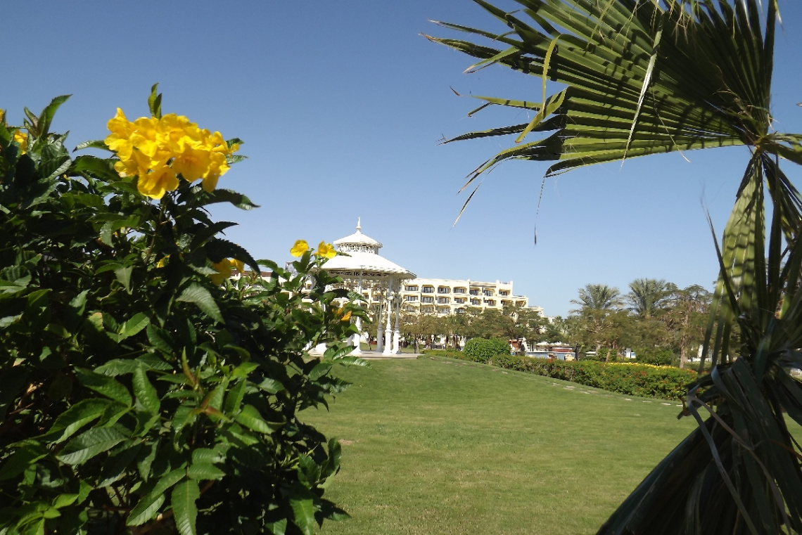 Egypt - Hurghada - yellow rose