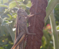Çekirge - Grasshopper