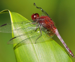 Red Dragonfly II