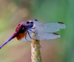 Red Dragonfly III