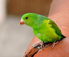 Parakeet in the roof