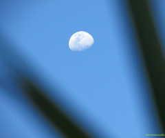 Moon In A Blue Sky !