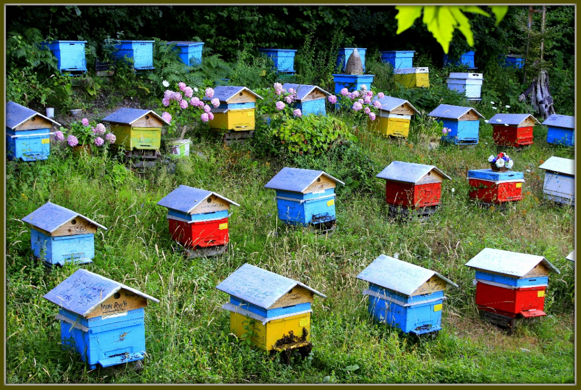 bee houses