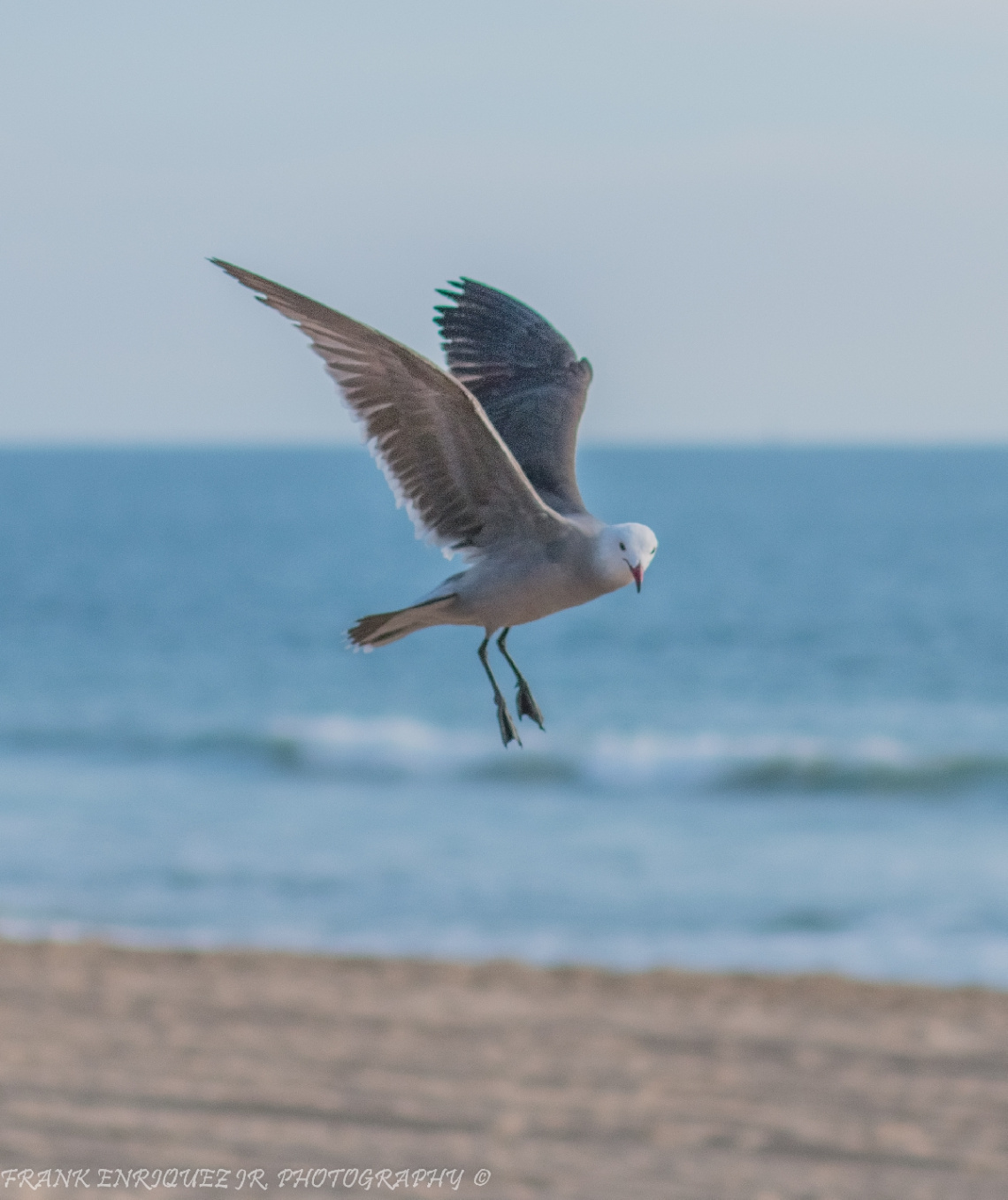 Newport Beach California Birds  -  1/16