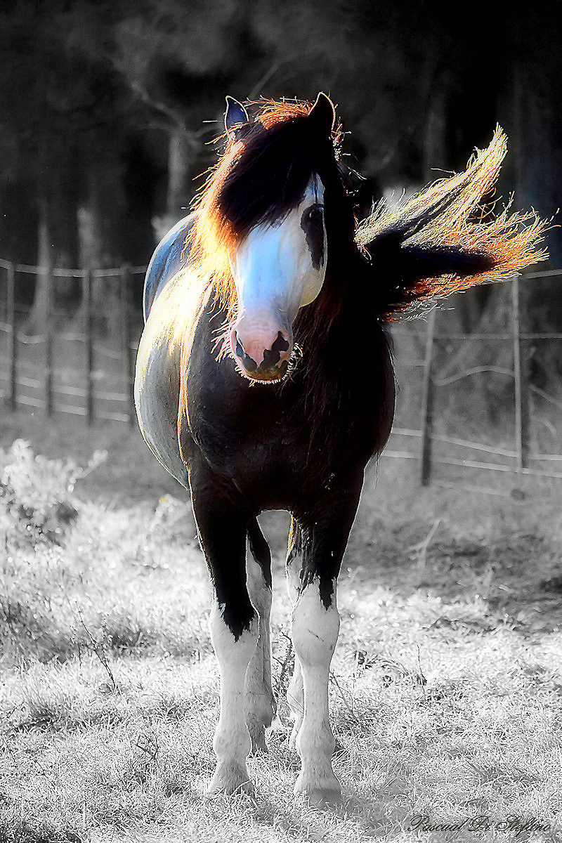 Stallion horse