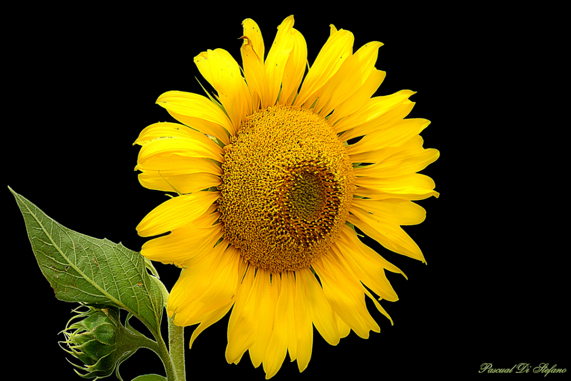 Personal sunflower