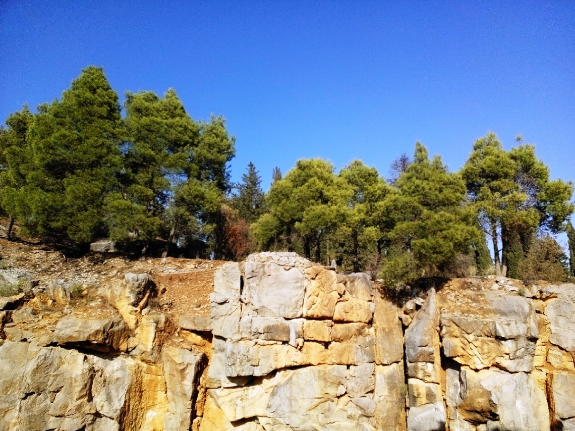 Trees in the rocks