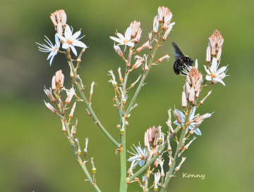 wild flower with a black bee 