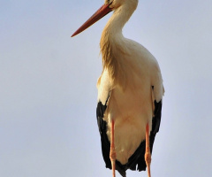 lonely ....  stork on the water tank