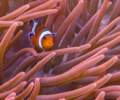 Nemo :D