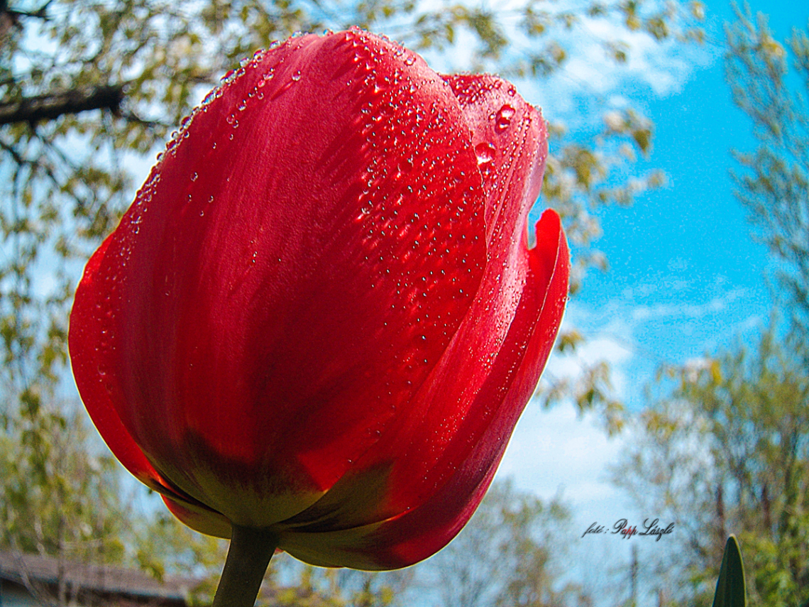  Red tulips.