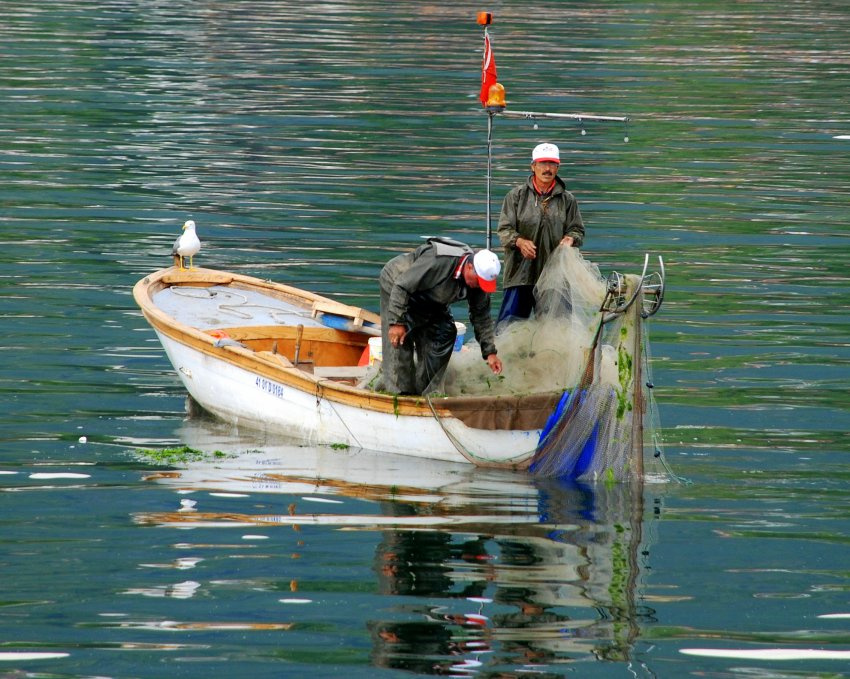 Balıkçılar & Martı