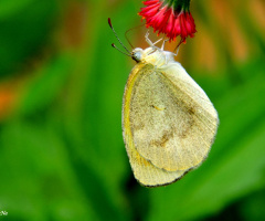 Mini butterfly in a flower of dandelion