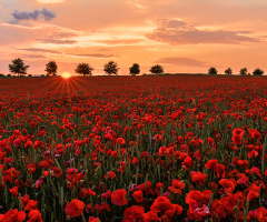 Poppy Field Sunset