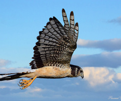Long-winged Harrie