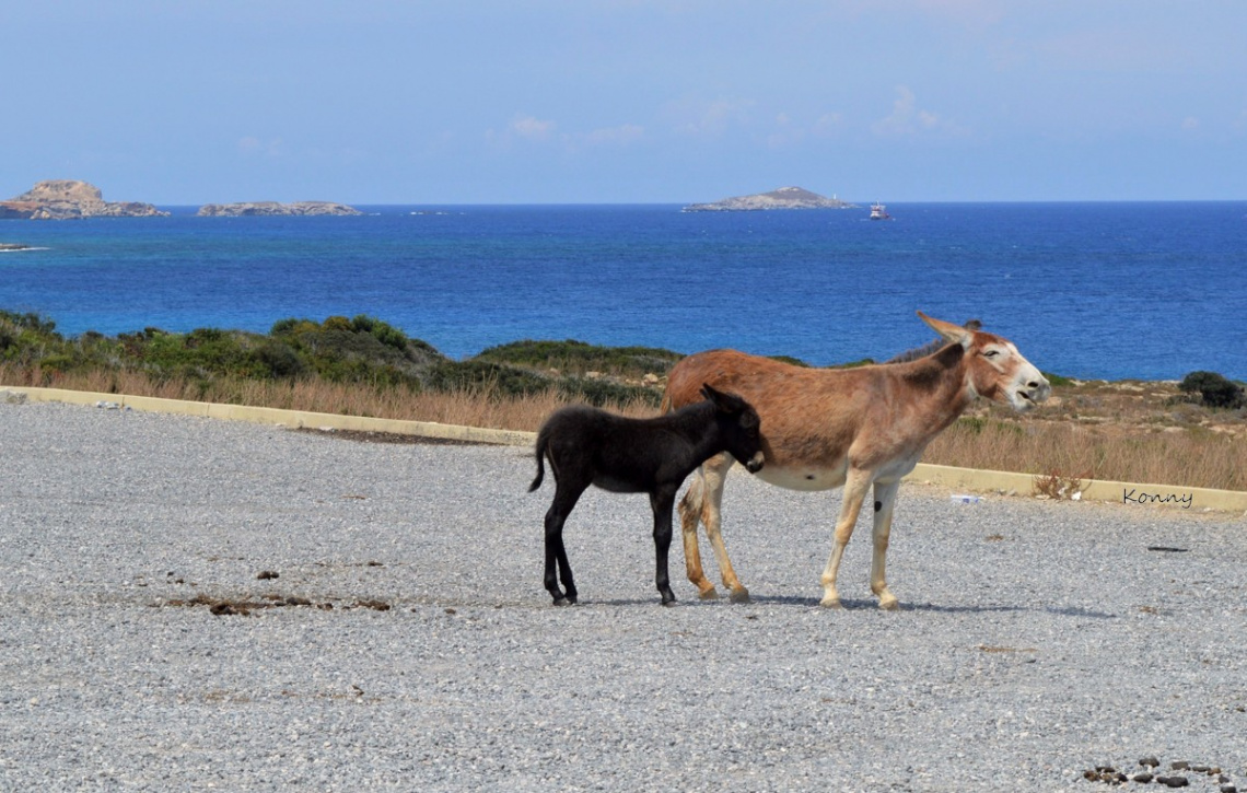 wild donkeys in Cyprus 