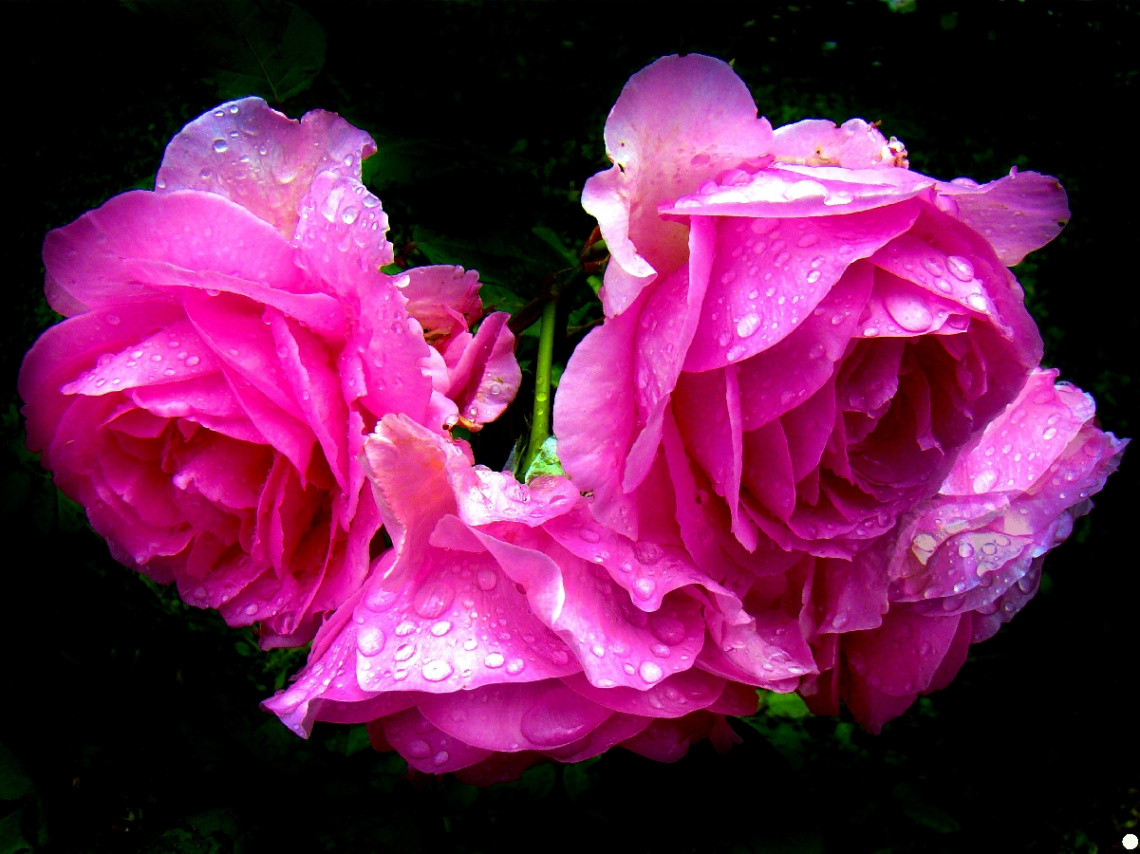 rosen nach dem regen 