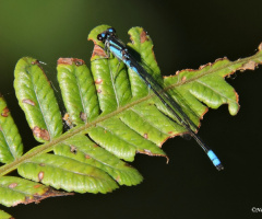 Mini Blue Dragonfly