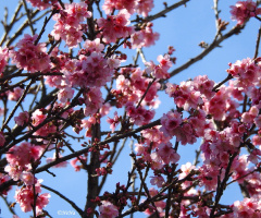 Under a Cherry Blossom