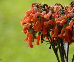 Bouquet of small orange flowers