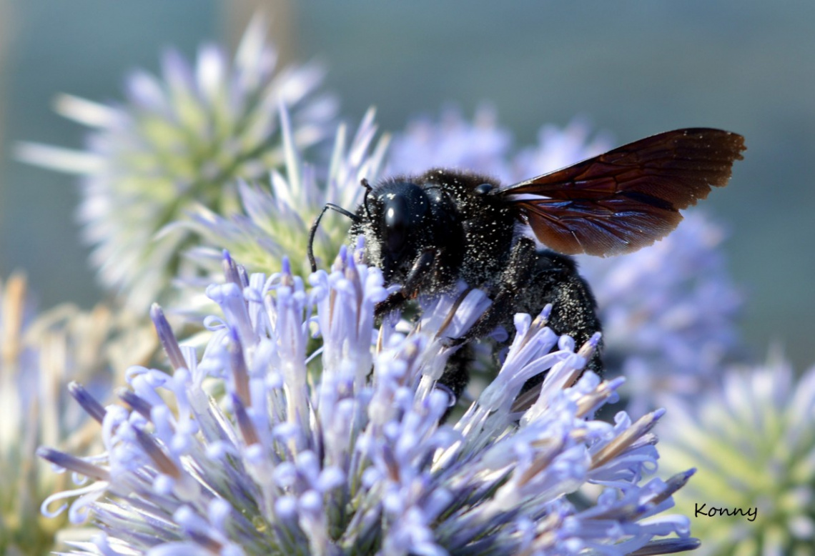 thistle flower & black bee
