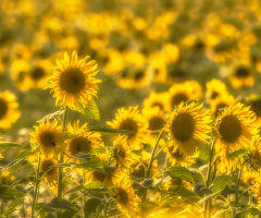 Sunflowers in the eveningsun