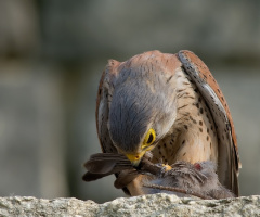 Kerkenez » Falco tinnunculus » Common Kestrel