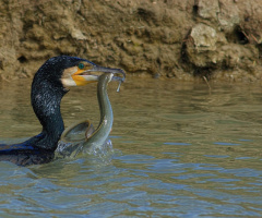 Karabatak » Phalacrocorax carbo » Great cormorant