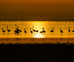 Kuş Cennetinin Notaları  ( Flamingolar )