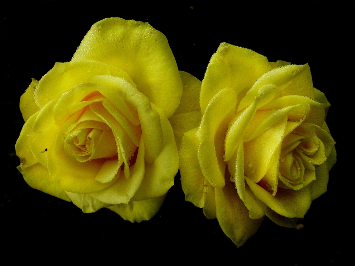 gelbe rosen 2