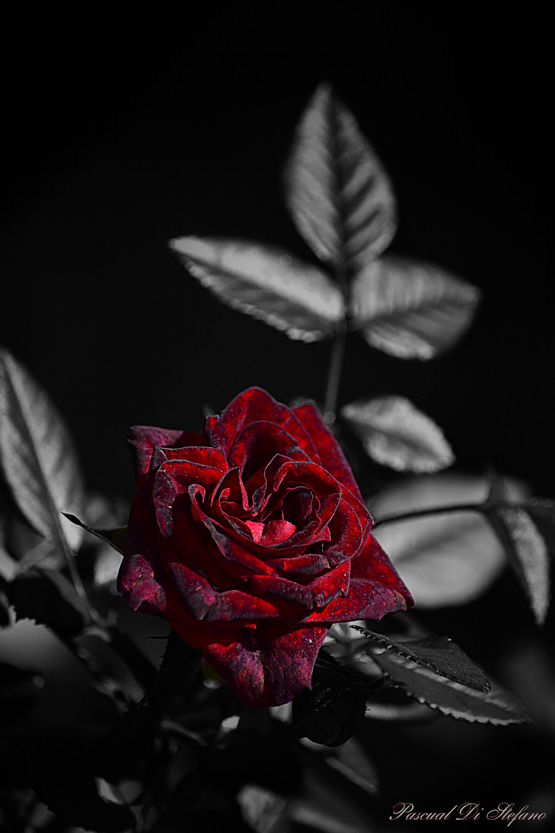 Rose in the dark