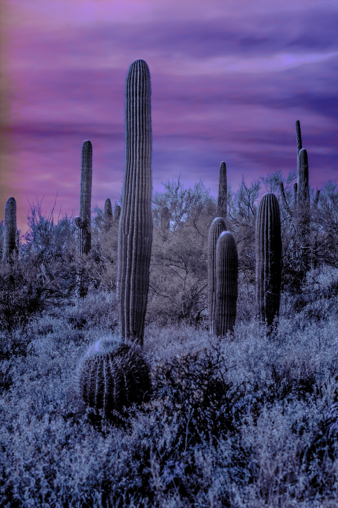 Infrared Sonoran Saguaro Cactus