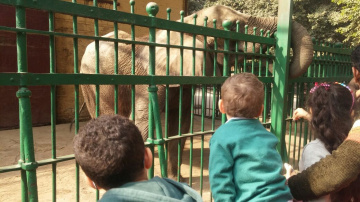 Grandsons at the zoo 
