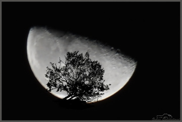 Moon and tree