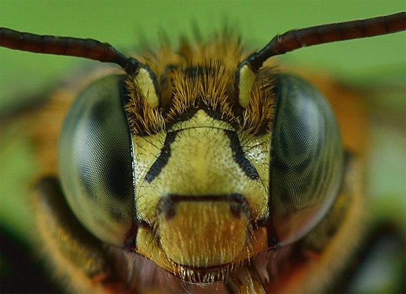 Bee eye