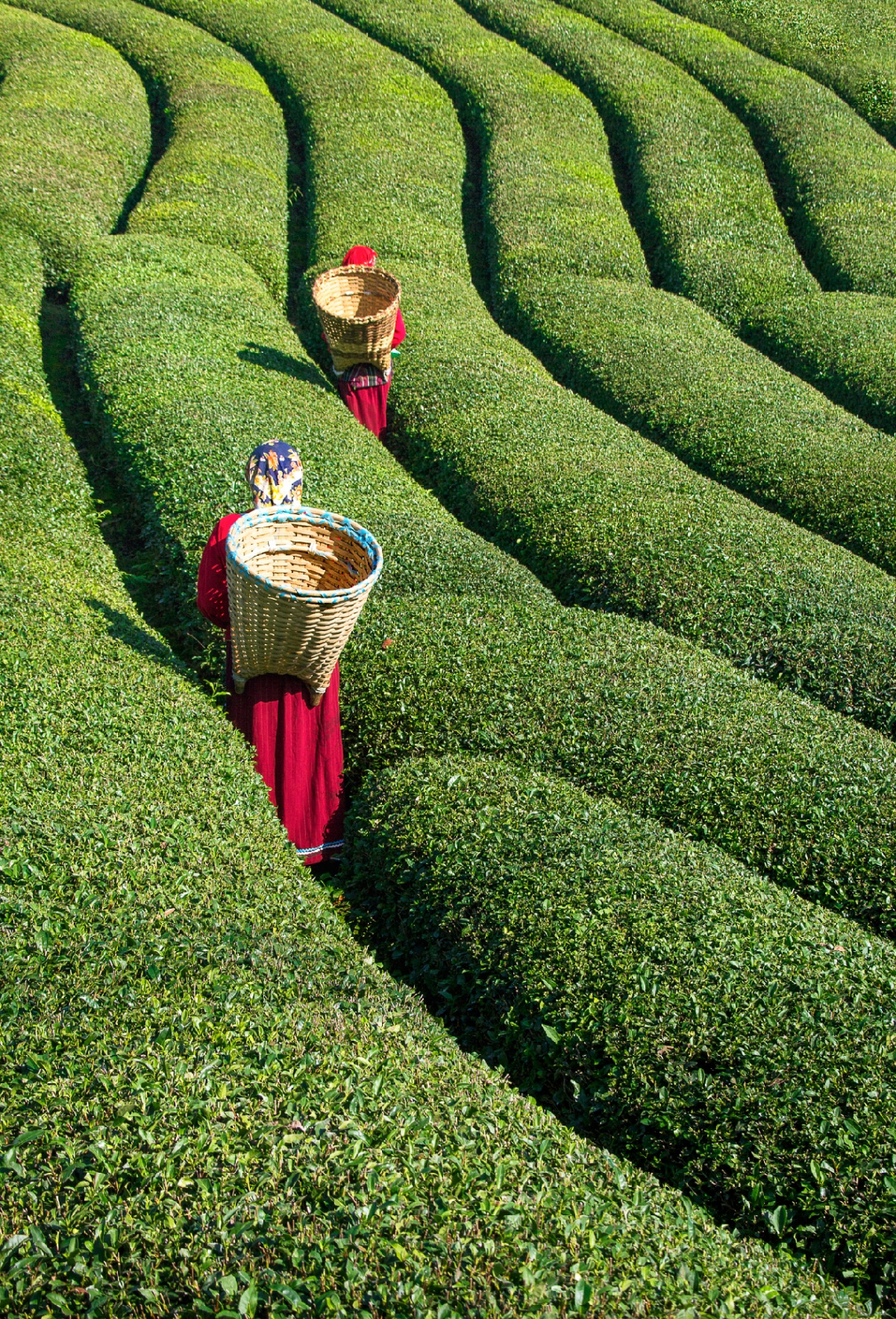 Çay Bahçelerinde