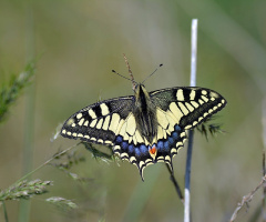 Kırlangıçkuyruk / Papilio machaon