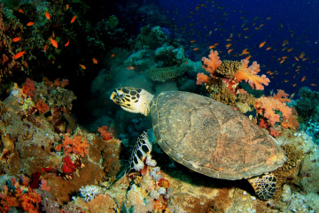 Ras Muhammed'de bir deniz kaplumbağası