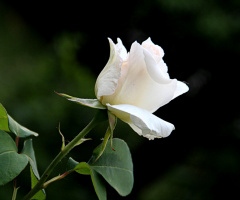 White Roses & Love