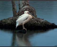 It’s time to rest -  pelican