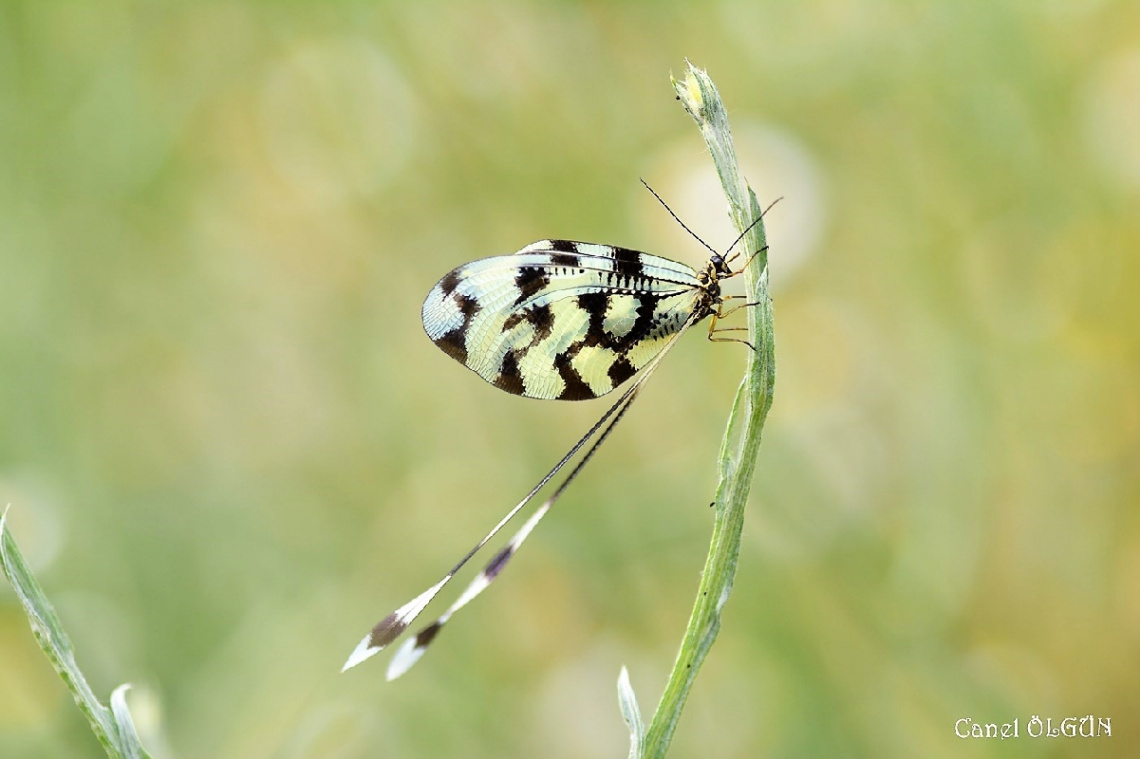 Uçurtma Böceği (Nemoptera Sinuata)
