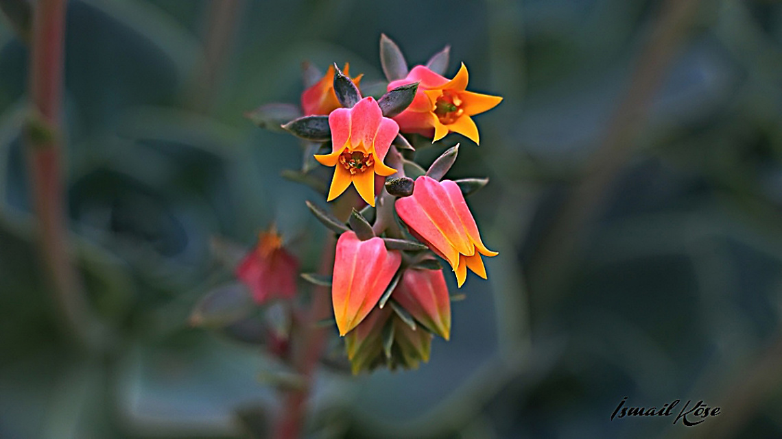 Echeveria Çiçeği