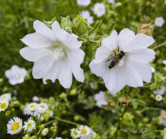 Flower and bee .
