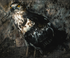 Yılan Kartalı-Snake eagle