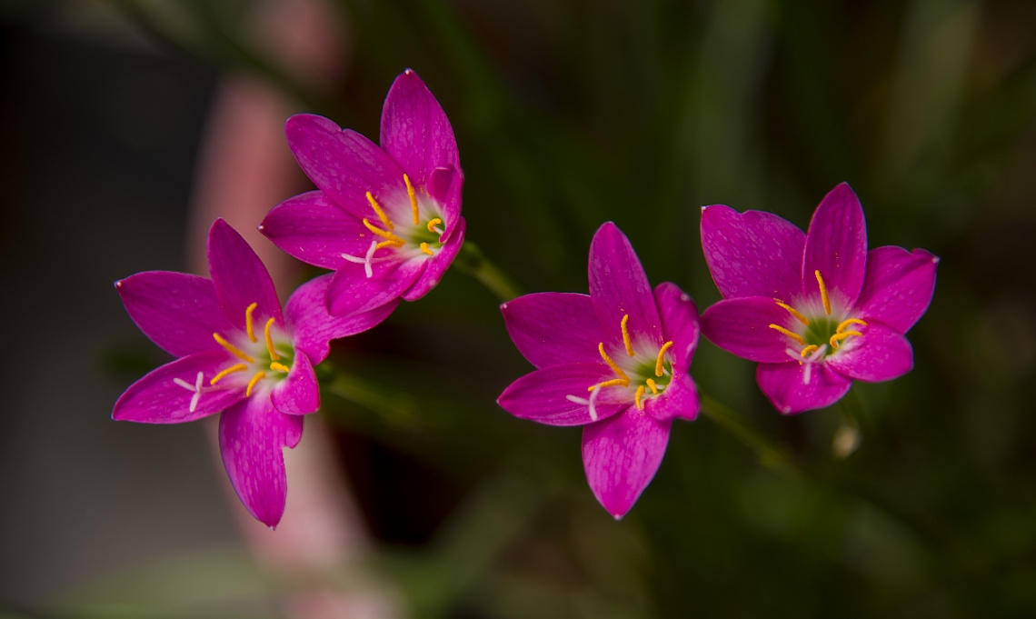 Pink Rain Lily (Zephyranthes minuta)