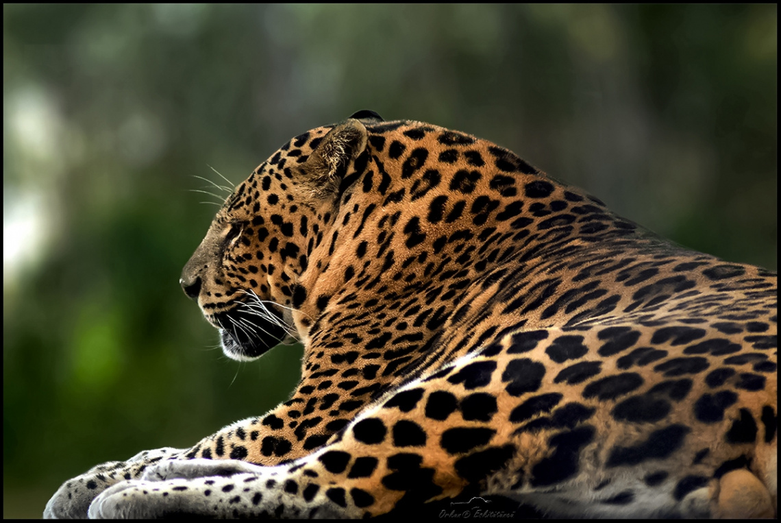 Leopard - Pars