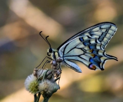 Kelebeğin güzeli ❤️